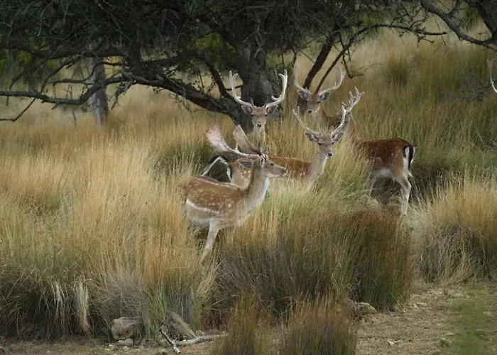 Vibes 公寓 埃里塞拉