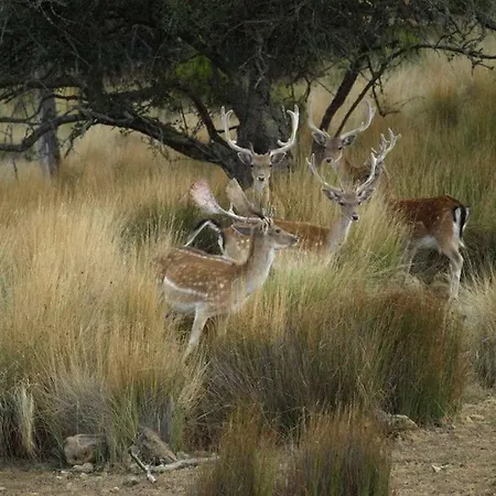 Vibes Apartamento Ericeira