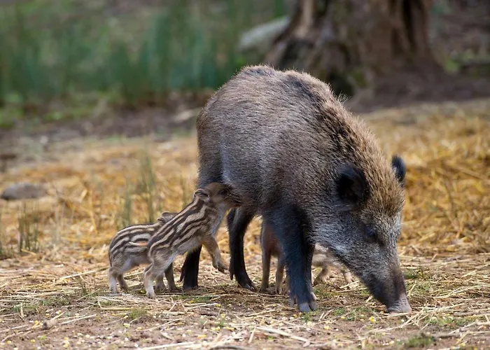 Vibes Appartamento *